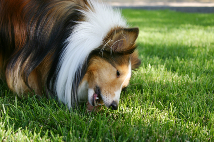 Dog eating chicken in grass.